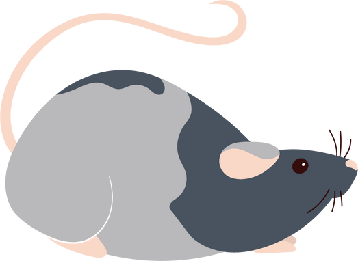 Rat Rodent Illustration